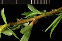 Salix matsudana. Reduced leaves of flowering stem and flower-bud scale.
 Image: D. Glenny © Landcare Research 2020 CC BY 4.0